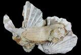 Multiple Fossil Pectin (Chesapecten) and Bone - Virginia #66396-1